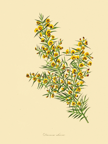 Daviesia Uucina