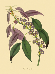 Euphorbia Fulgens