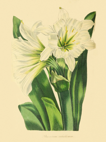 Pancratium Calathinum
