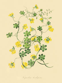 Tropaeolum Brachyceras