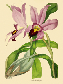 Laelia Anceps