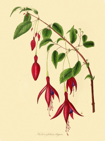 Fuchsia Globosa Elegans