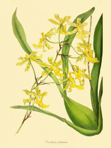 Oncidium Citrinum