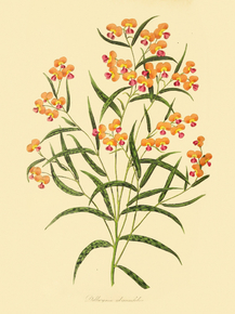Dillwynia Glycinifolia