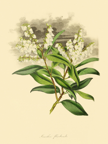 Leucothoe Floribunda