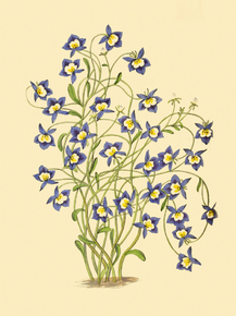 Clintonia Pulchella