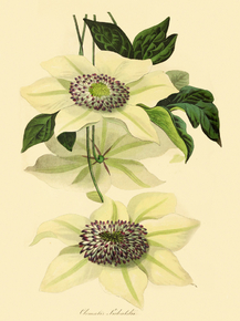 Clematis Sieboldii