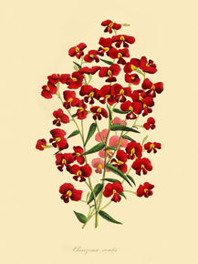 Chorizema Ovata