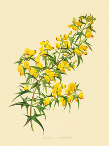 Podolobium Staurophyllum