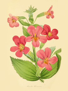 Mimulus Harrisonia