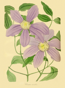 Clematis Coerulea