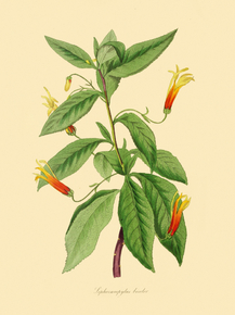 Siphocampylus Bicolor