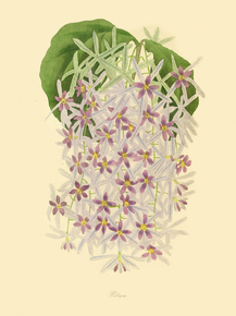 Petrea Stapelsiae