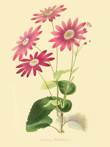 Cineraria Waterhousiana