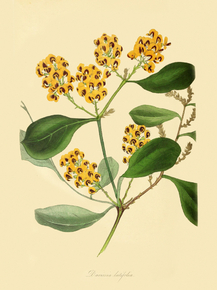 Davisia Latifolia