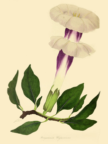 Brugmansia Waymannii