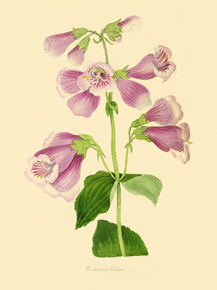 Pentstemon Cobaea