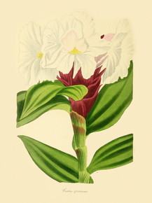 Costus Speciosus