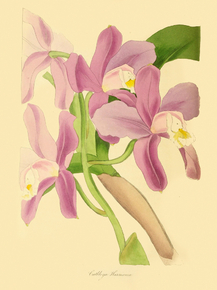 Cattleya Harrisoniae