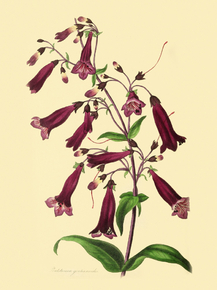 Pentstemon Gentianoides