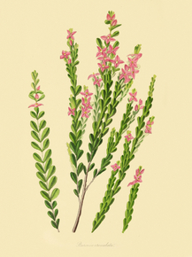 Boronia Crenulata