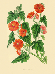 Malva Munroana