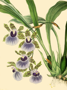 Zygopetalum Maxillare