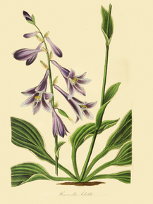 Hemerocallis Sieboldii