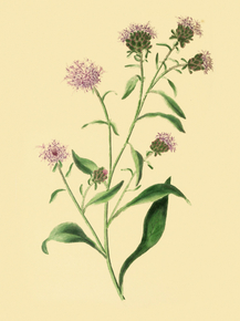 Liatris Borealis