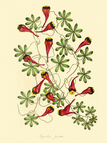 Tropaeolum Jarrattii