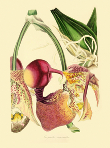 Coryanthes Macrantha