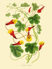 Tropaeolum Tuberosum