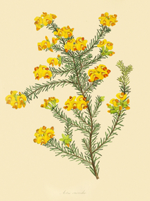 Aotus Ericoides