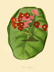 Gesneria Rupestris