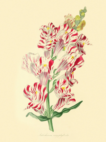 Antirrhinum Caryophylloides