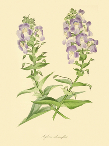 Angelonia Salicariaefolia