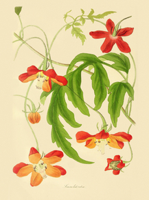 Loasa Lateritia