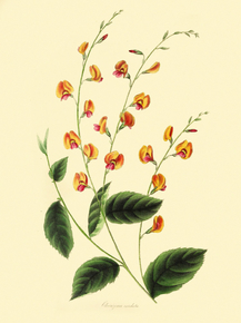 Chorizema Cordata