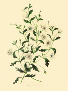 Nemophila Atomaria