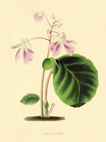 Impatiens Scapiflora