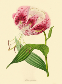 Lilium Speciosum