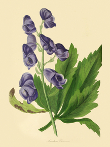 Aconitum Chinense