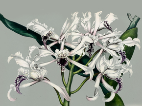 Cattleya Crispa