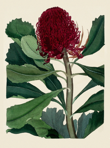 Telopea Speciosissima Telopea Speciosissima