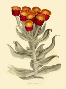 Astelma Eximium