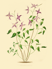 Epimedium Violaceum
