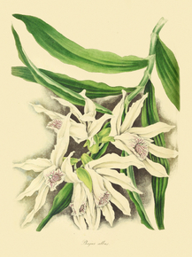 Phaius Albus Phaius Albus