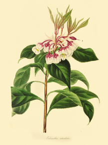 Enkianthus Reticulatus