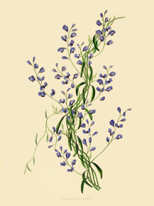 Comesperma Gracilis