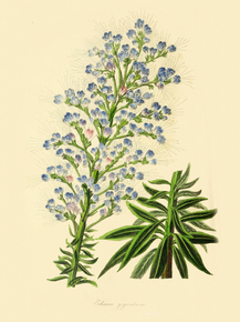 Echium Giganteum Echium Giganteum